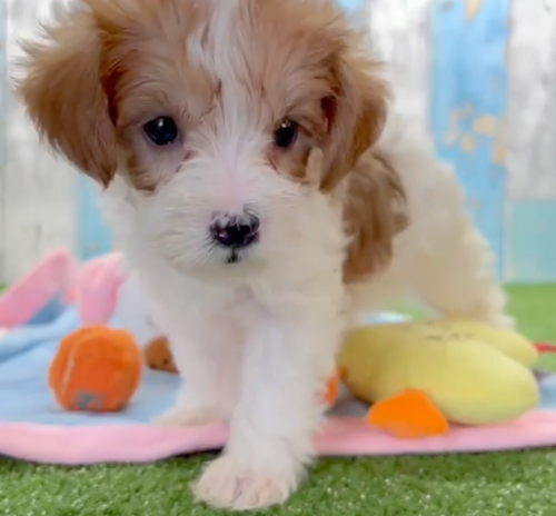 apricot and white yorkie poo puppy looking towards the camera